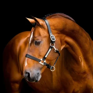 Signature Lederen Headcollar Black C