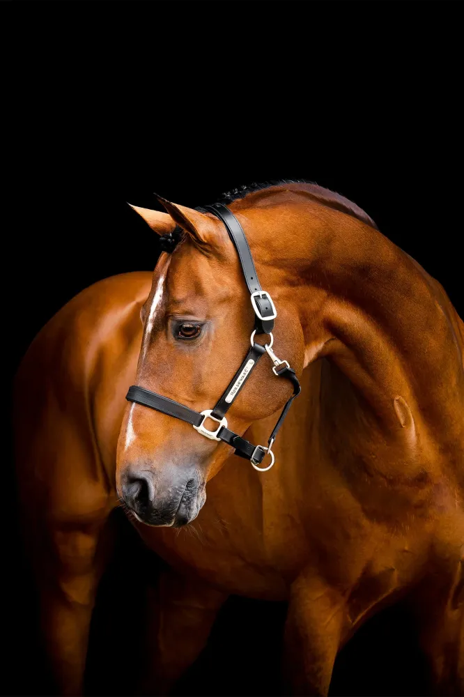 Signature Lederen Headcollar Black C