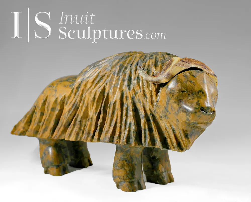 12" Sleepy Muskox Gjoa Haven Louie Uttaq